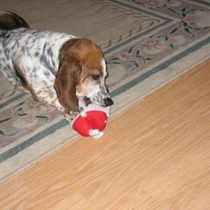 Meet your Posher, Sophie